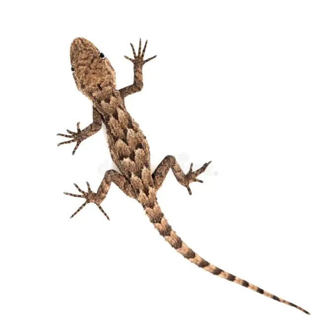 Lizard