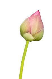 Bud