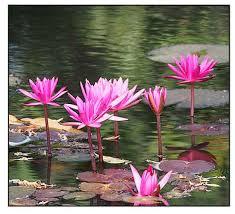 Water Lily