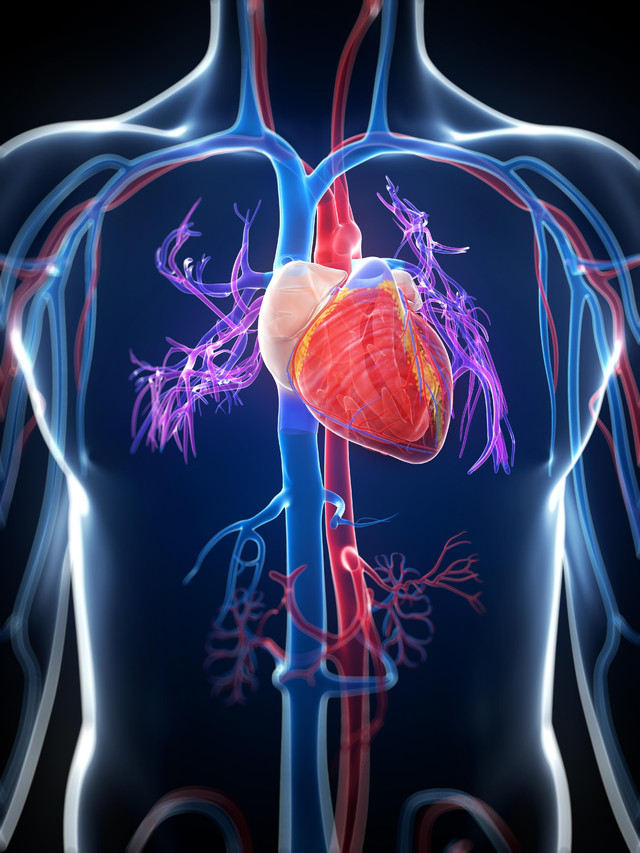 Heart
