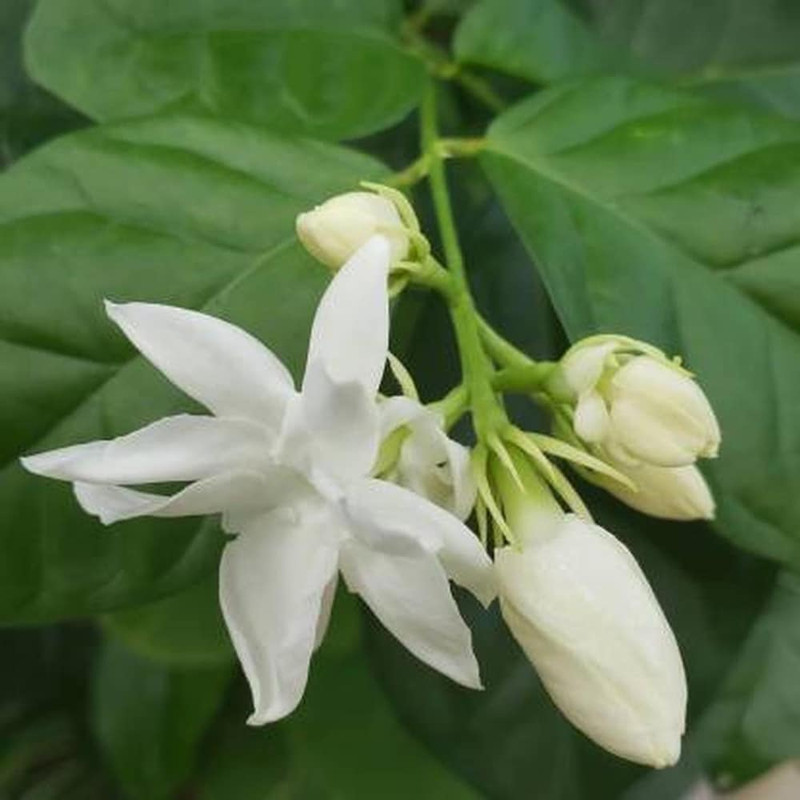 Arabian Jasmine