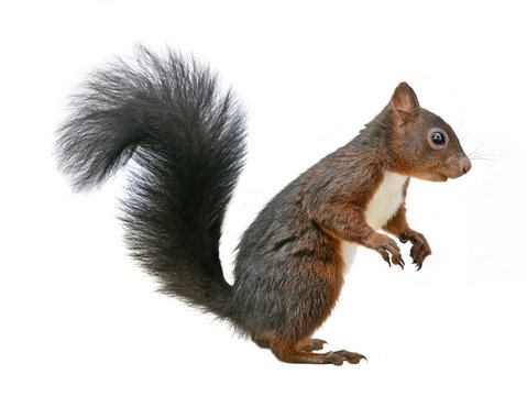 Squirrel