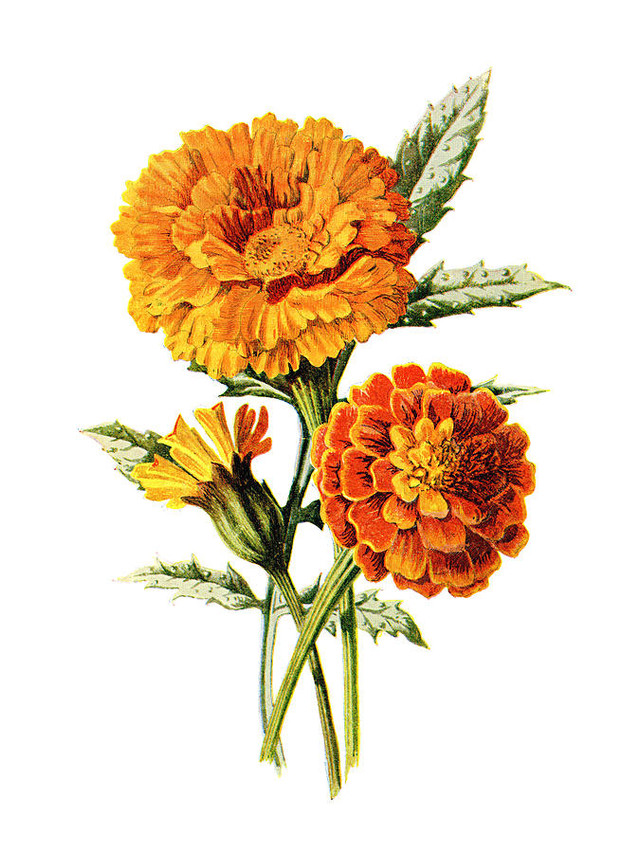 Marigold