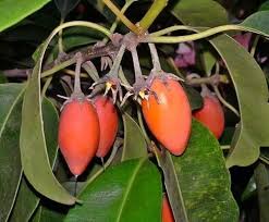 Bakul, Spanish Cherry, Mimusops Elengi