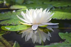 Lotus, White Lotus