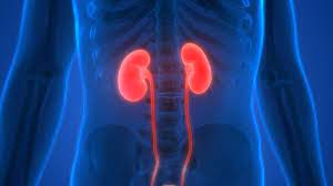 Lung