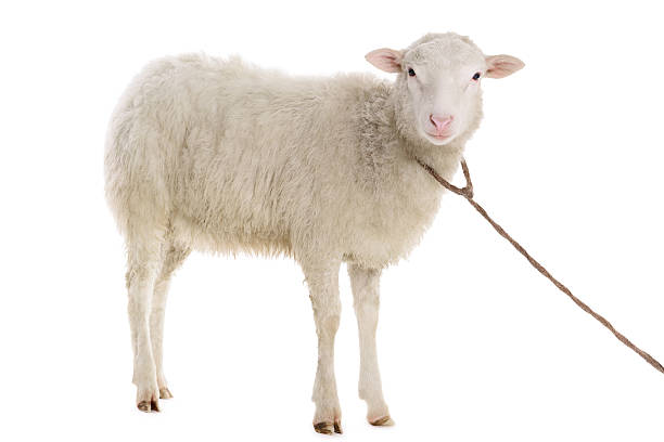 Ram, Ewe