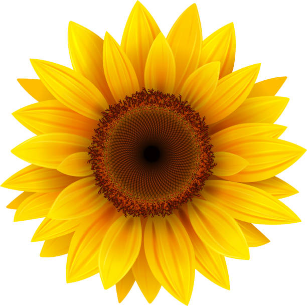 Sunflower; Helianthus annuus