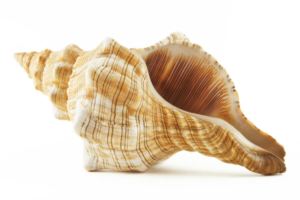 Conch