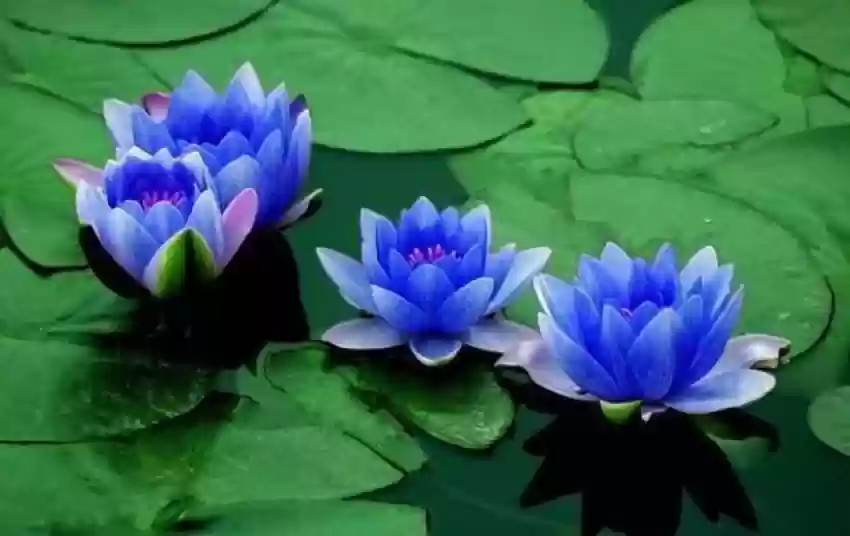 Blue Lotus