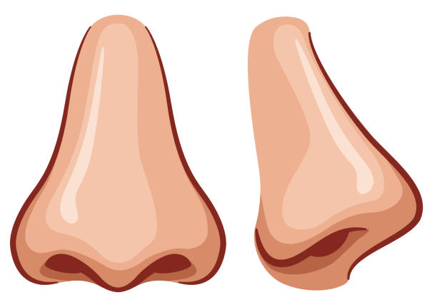Nose