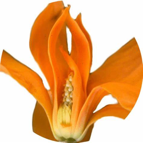 Golden Champa, Magnolia Champaca