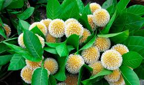 Kadamba, Neolamarckia Cadamba