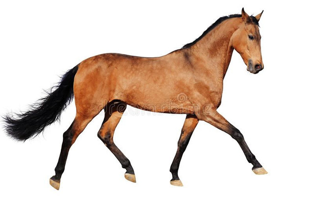 Horse, Mare