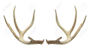 Horn