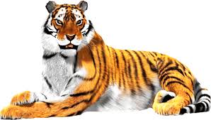 National Animal - Tiger