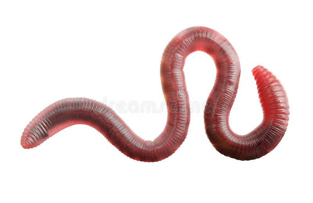 Earth Worm