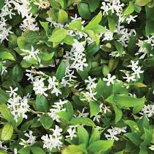 Indian Jasmine, Kund, Jasminum Multiflorum